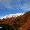 大山秋色週間と紅葉の見ごろについて