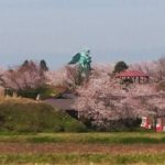 大山の麓の桜は7～8分咲。仁王堂公園