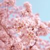 大山町内の桜、各地で見頃！