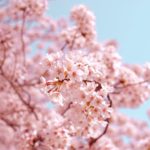 大山町内の桜、各地で見頃！